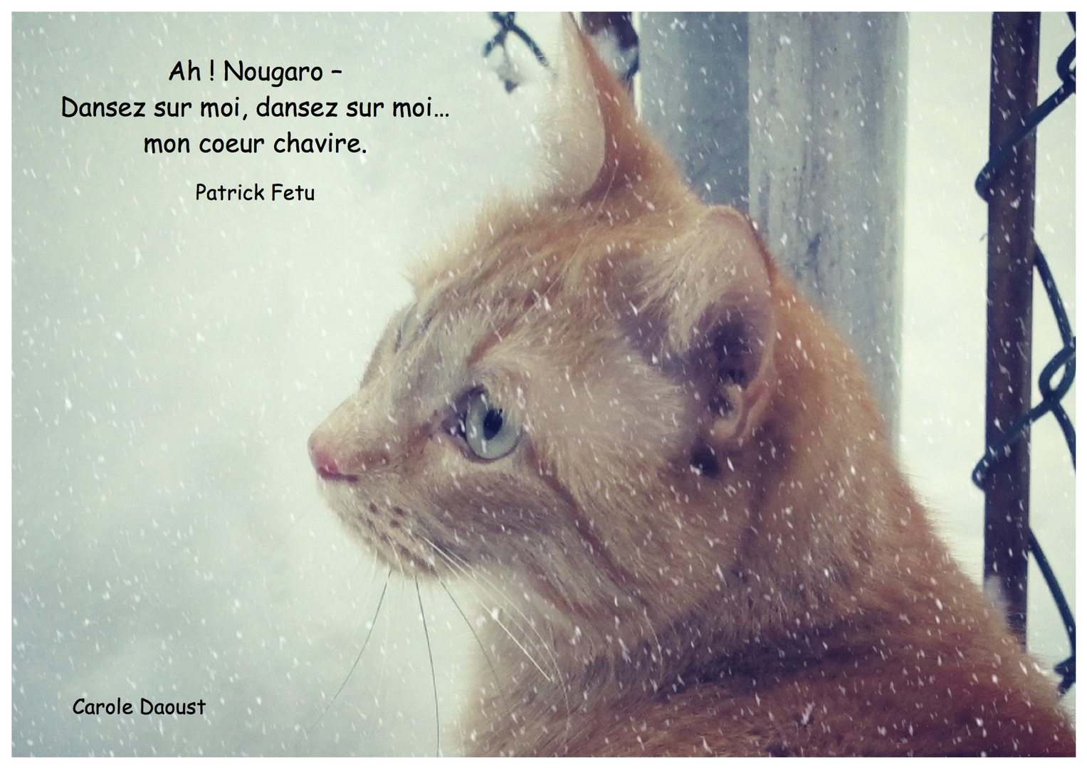 Chatte et les flocons de neige