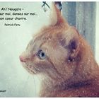 Chatte et les flocons de neige