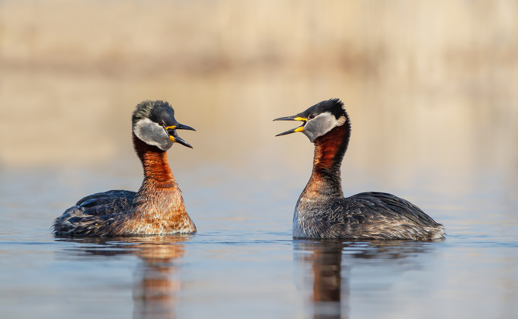 chatten Foto & Bild outdoor, brandenburg, natur Bilder auf