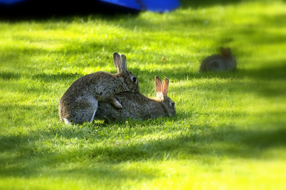 chaud lapin :p