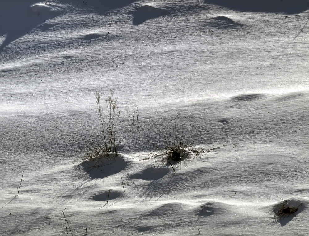 Chaume d'hiver - Winterwiese