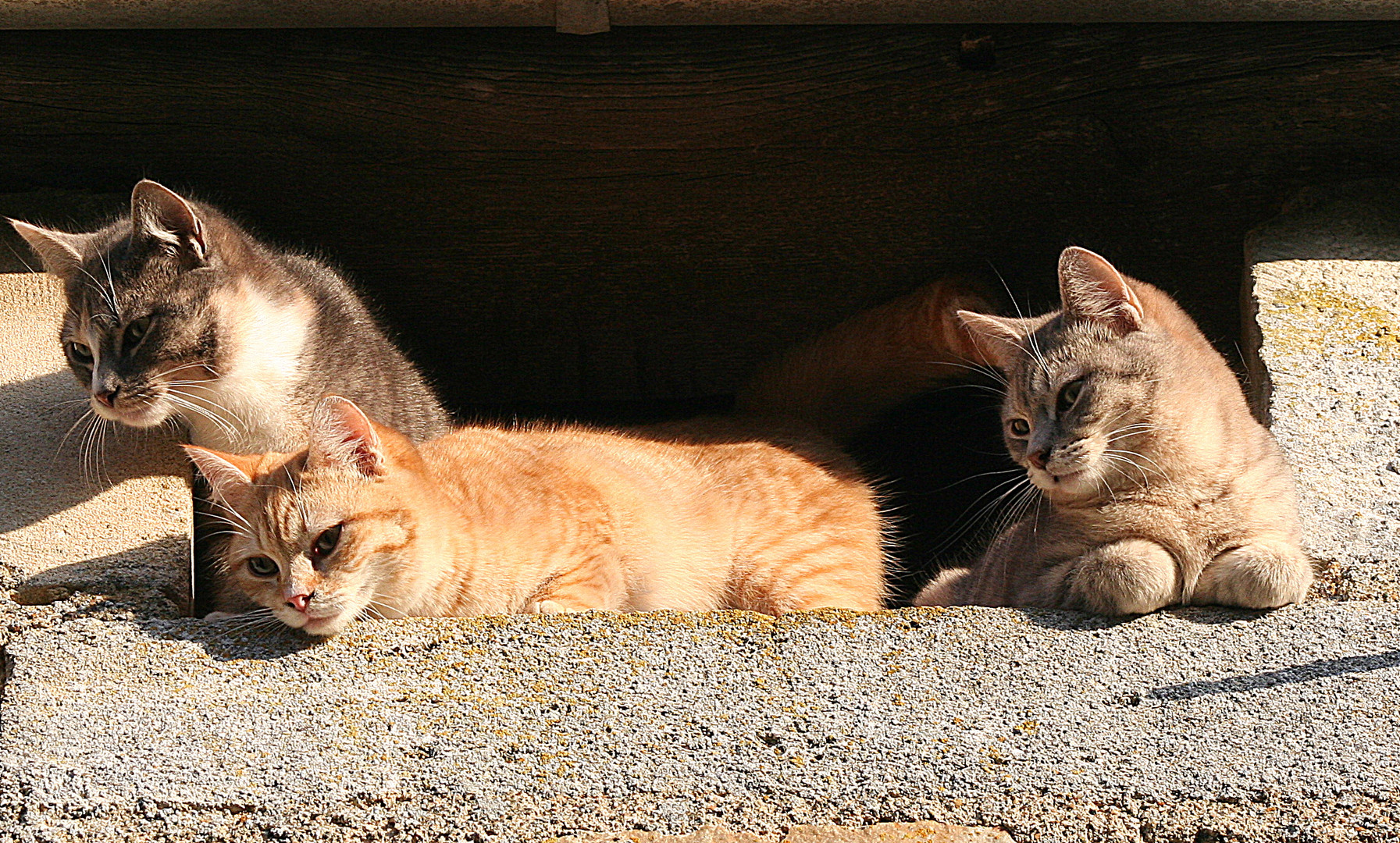 Chaussette, Roxane et Grisette.