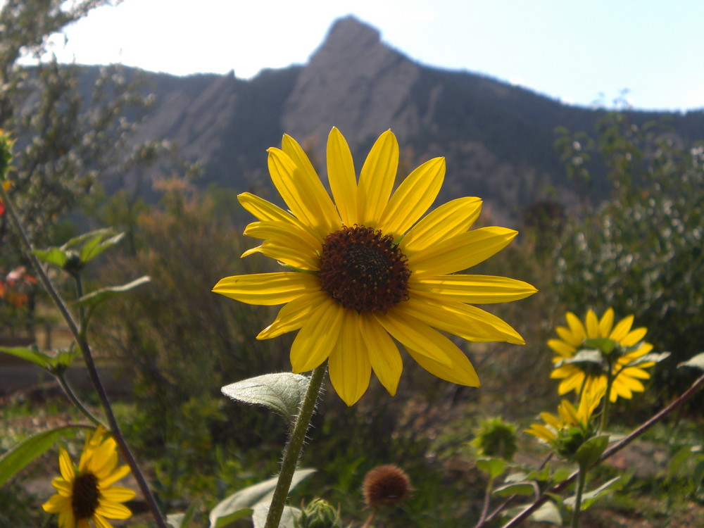 Chautauqua Park, Boulder