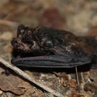 Chauve souris sauvée de la noyade !