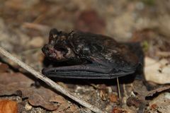 Chauve souris sauvée de la noyade !