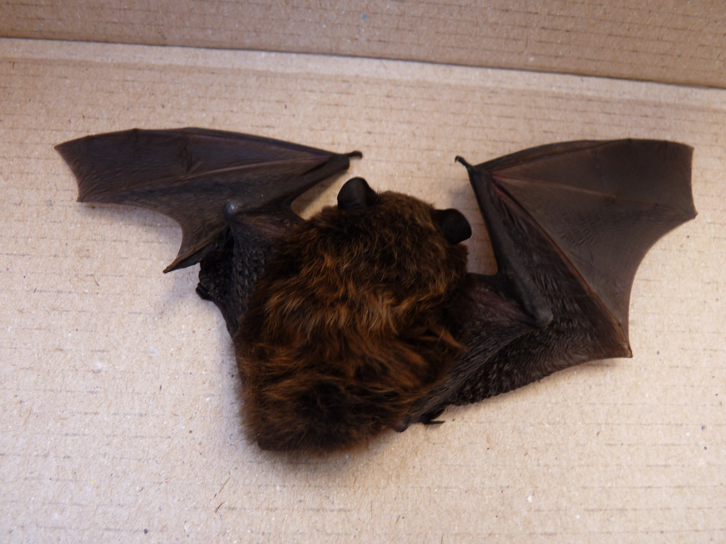 chauve-souris toute mignonne