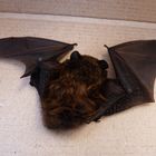 chauve-souris toute mignonne