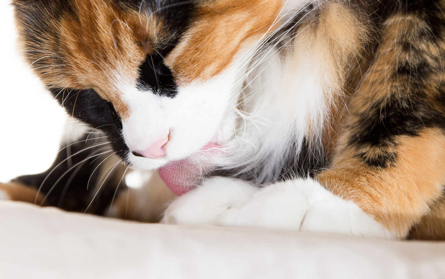 Chayenne Foto & Bild tiere, haustiere, katzen Bilder auf