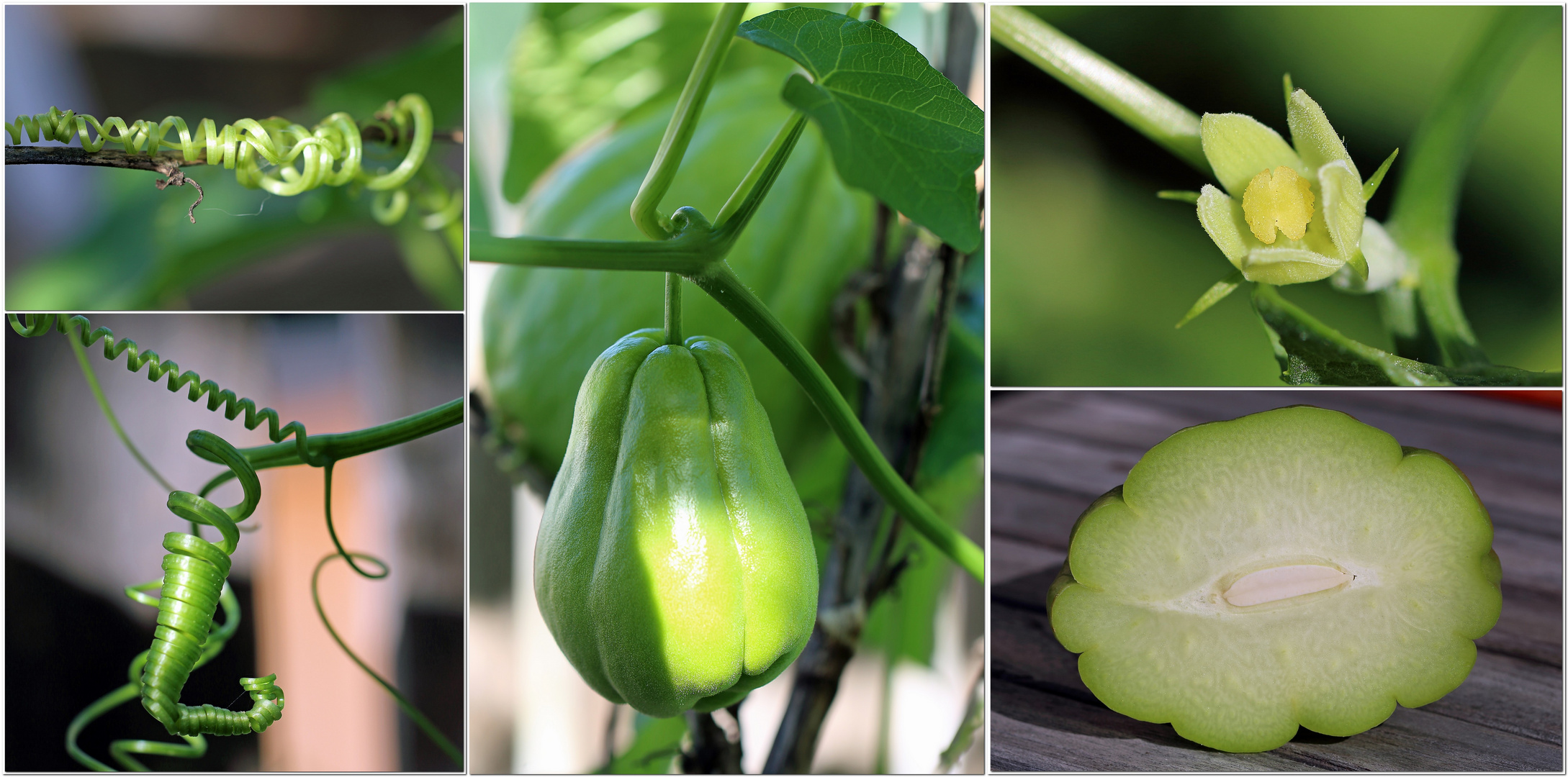 Chayote - alles im grünen Bereich :-)