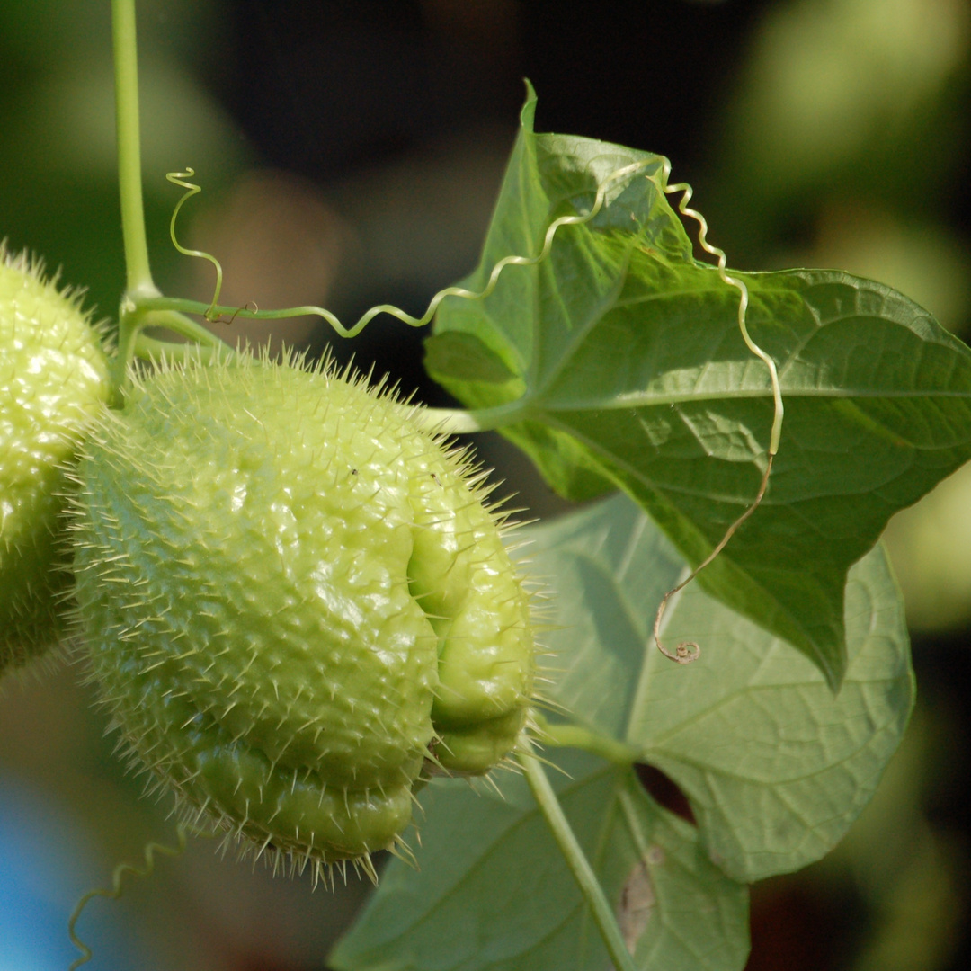 Chayote-Frucht