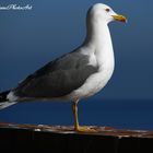 Che animale fantastico, il "Gabbiano"