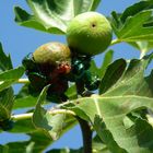 che buoni i fichi - scarabeo verde