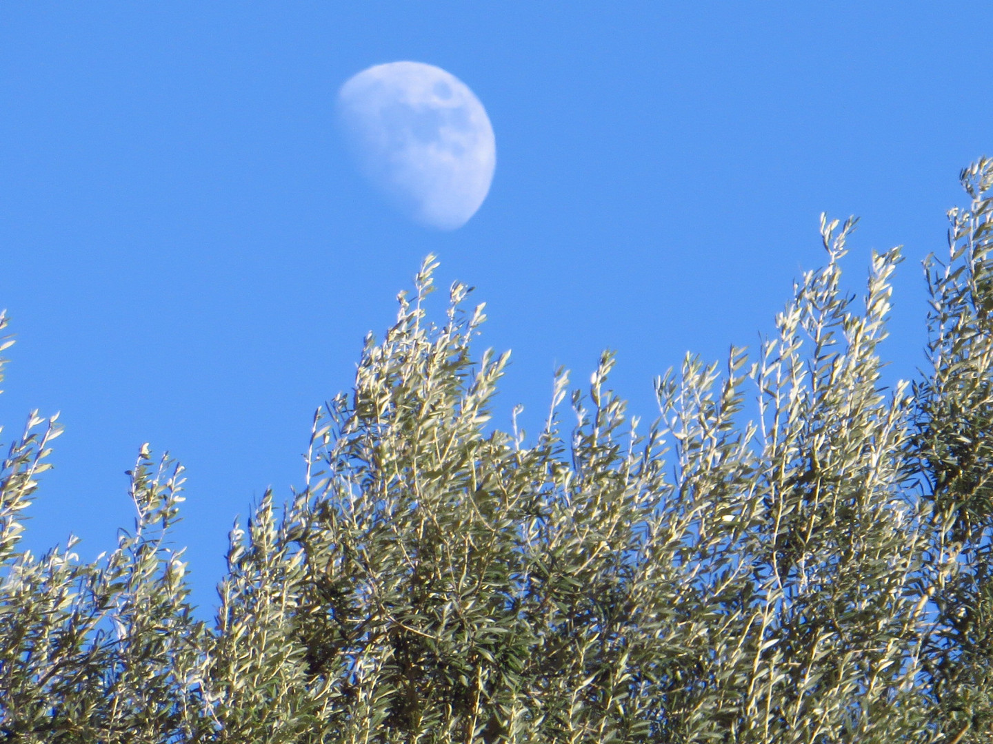 Che fai tu luna in ciel