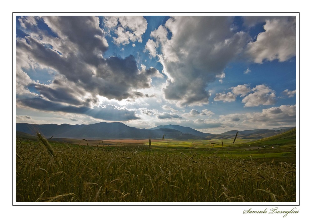 Che ne sai tu di un campo di grano?