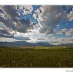 Che ne sai tu di un campo di grano?