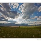 Che ne sai tu di un campo di grano?