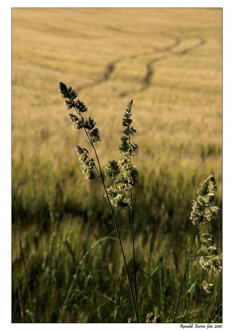 Che ne sai tu di un campo di grano?