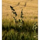 Che ne sai tu di un campo di grano?