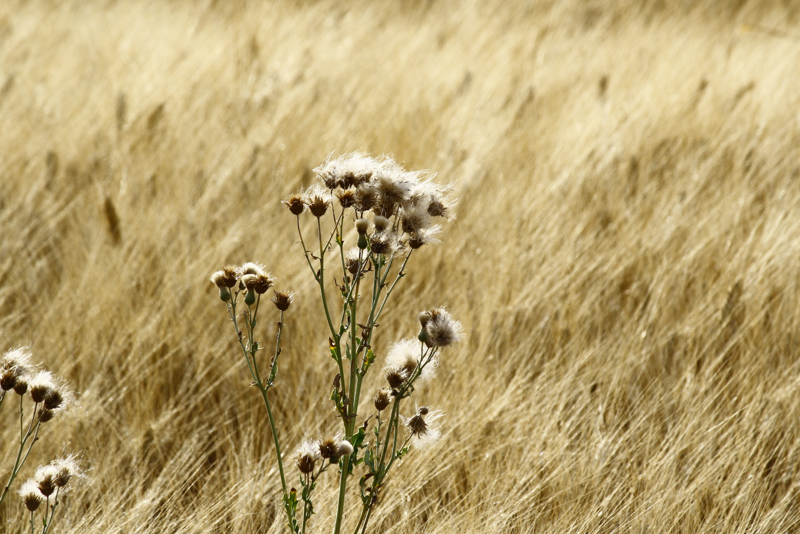 Che ne sai tu di un campo di grano