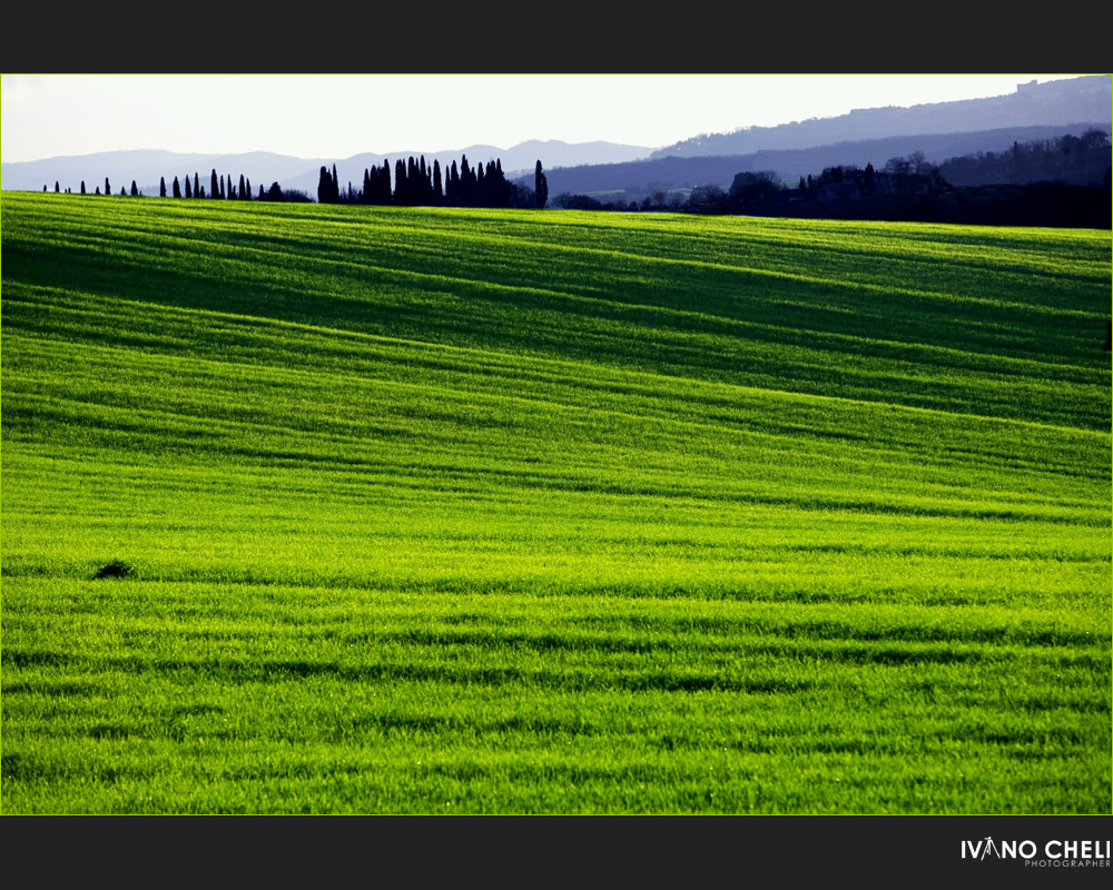 che ne sai tu di un campo di grano?