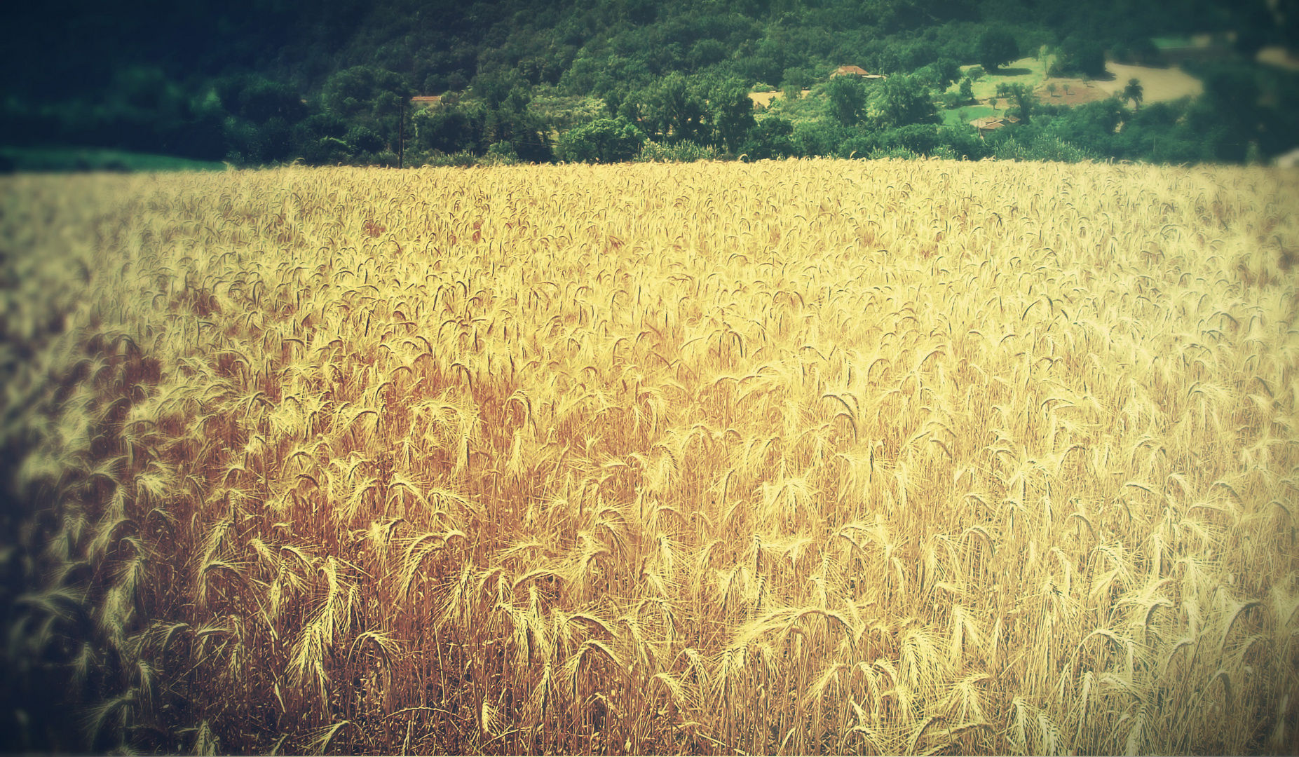 "Che ne sai tu di un campo di grano... che ne sai?"