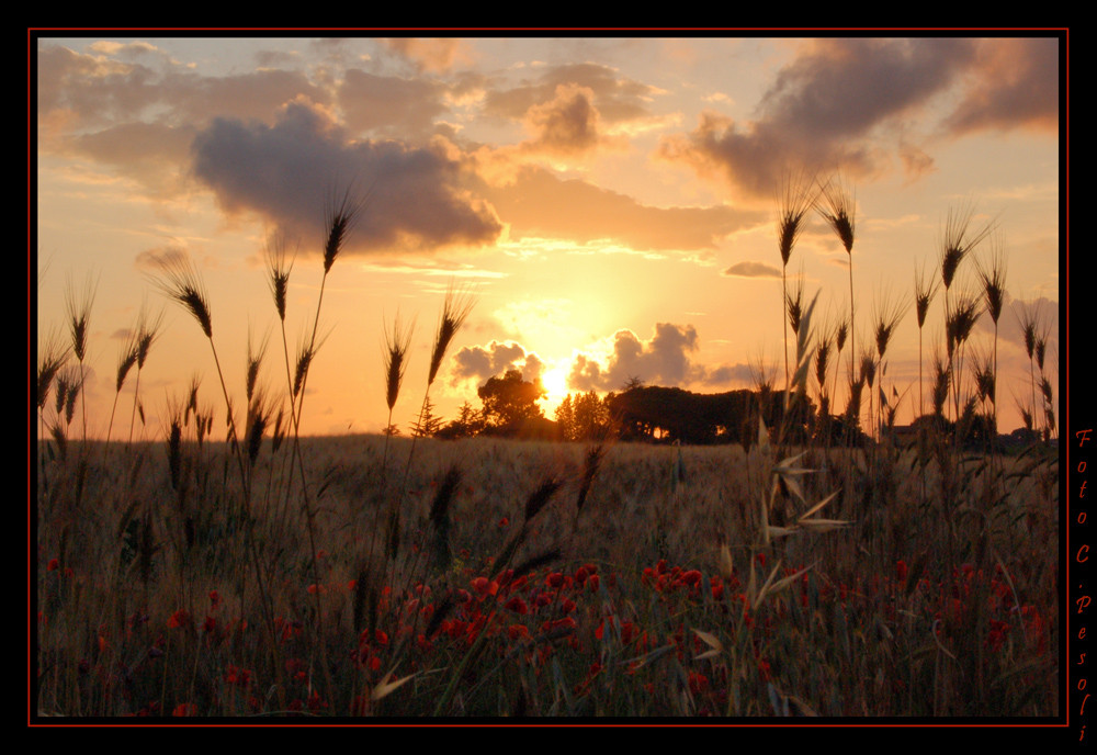 che ne sai tu di un campo di grano?!...poesia di un amore profano...