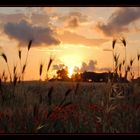 che ne sai tu di un campo di grano?!...poesia di un amore profano...