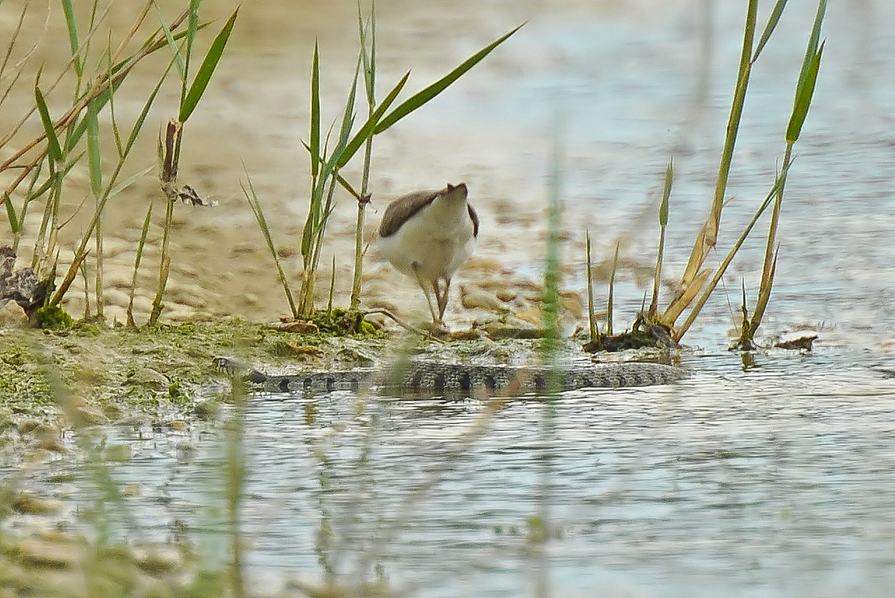 che serpente e'? potete aiutarmi