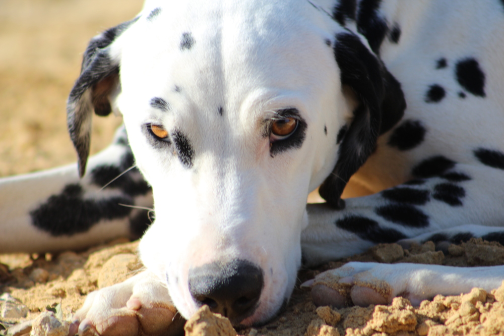 Che sguardo dolce...!