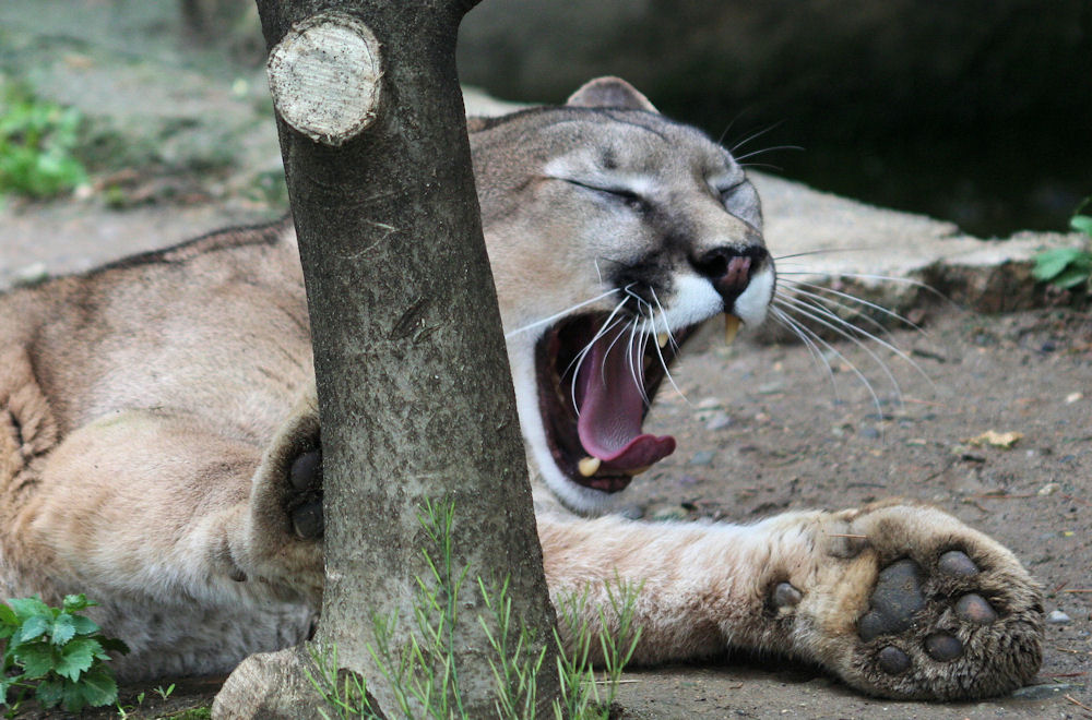 Che Sonno!