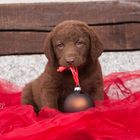 Cheasepeak Bay Retriever