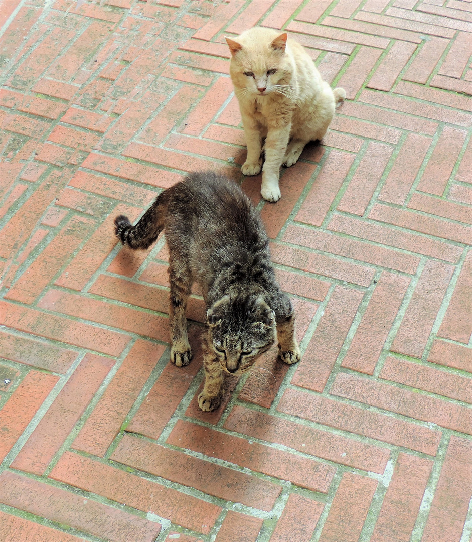 Check Point C....Cat & Cat: cats in a state of combat   Photo no. 4