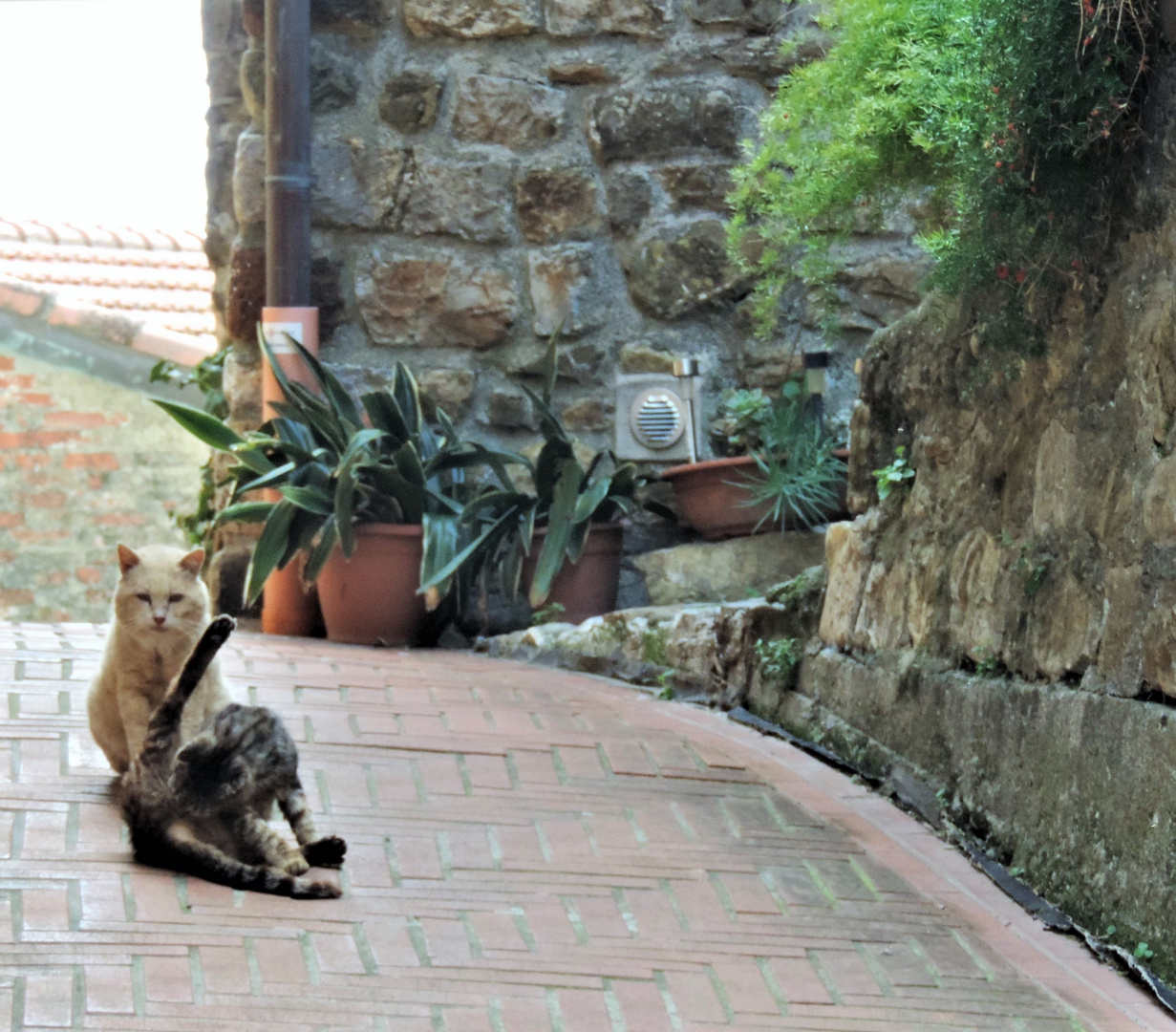 Check Point C....Cat & Cat - Photo no. 2