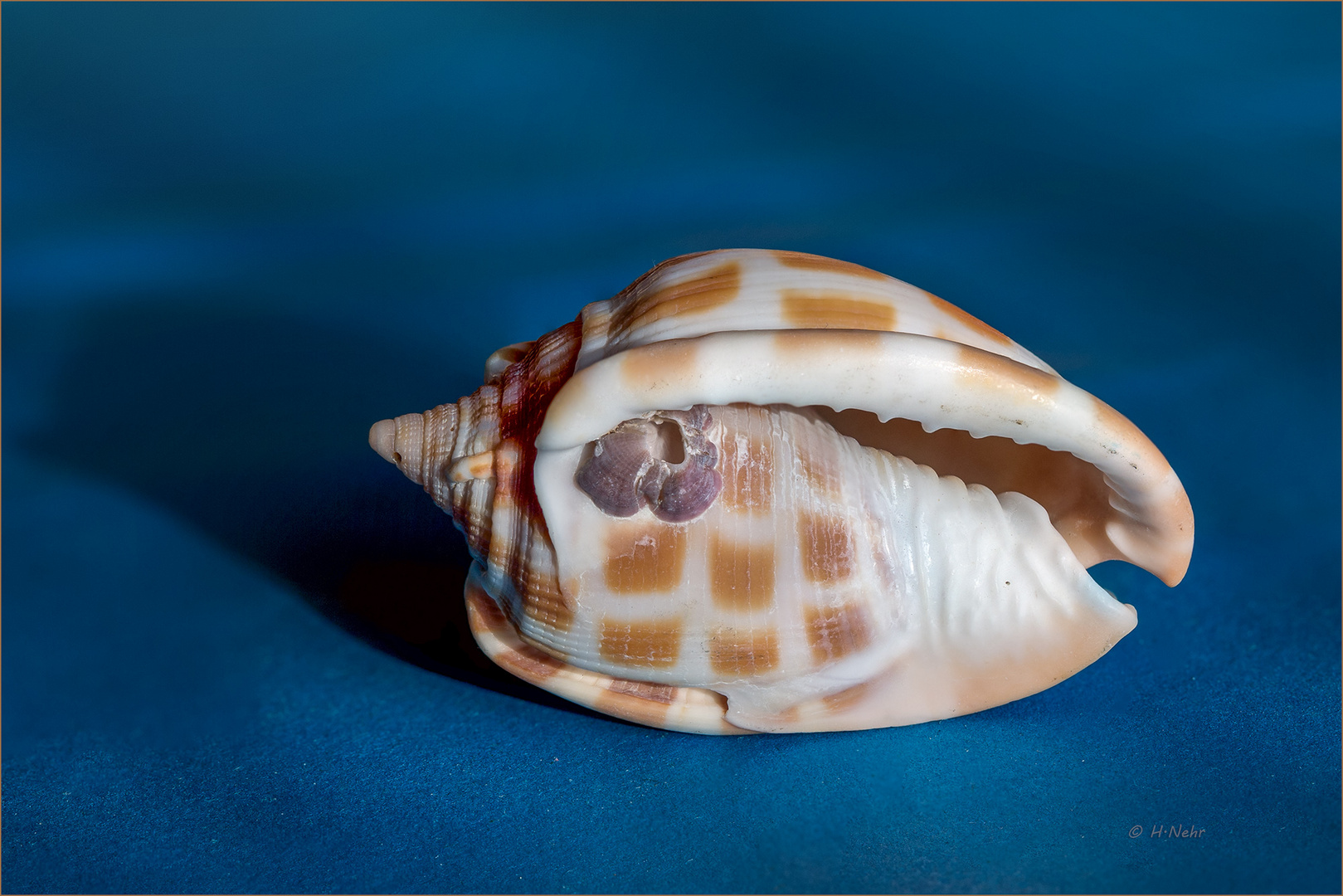 Checkerboard bonnet snail