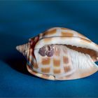 Checkerboard bonnet snail