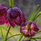 Checkerboard flowers