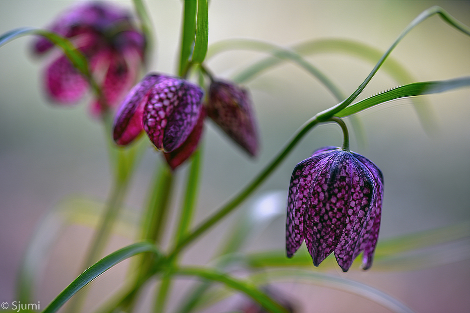 Checkerboard flowers