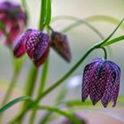 Checkerboard flowers