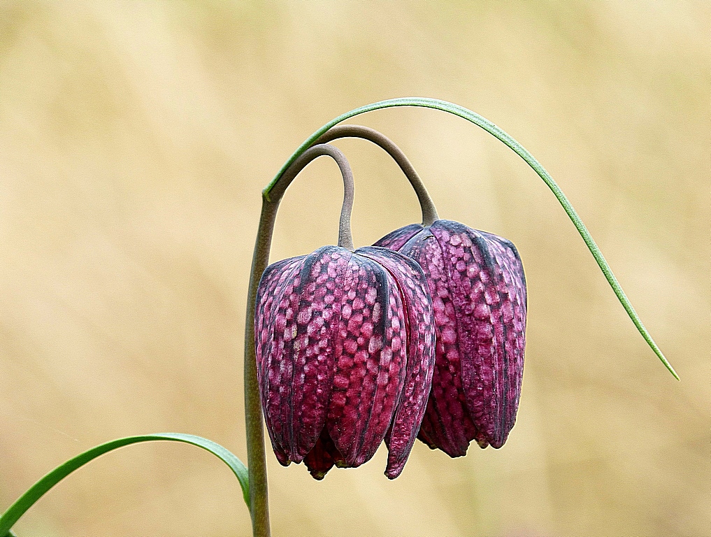 Checkered Lily