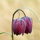 Checkered Lily