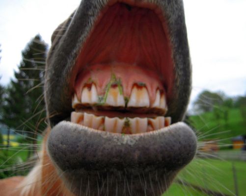 >>>((( cheeeeeeese !!!