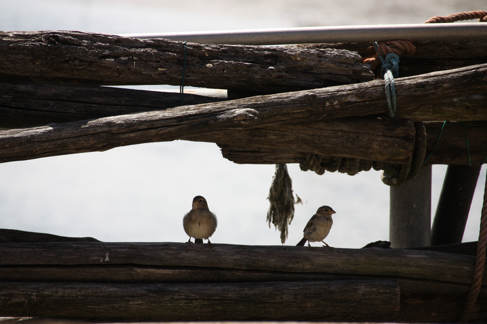 Cheeky birds waiting