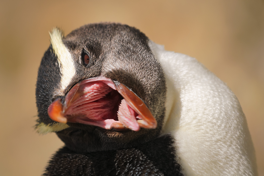 Cheeky Fiordland Penguin - Frecher Dickschnabelpinguin
