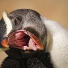 Cheeky Fiordland Penguin - Frecher Dickschnabelpinguin