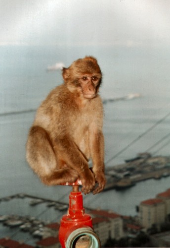 Cheeky monkey. - Barbery ape of Gibralter 2004