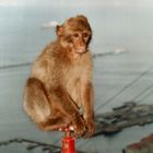 Cheeky monkey. - Barbery ape of Gibralter 2004