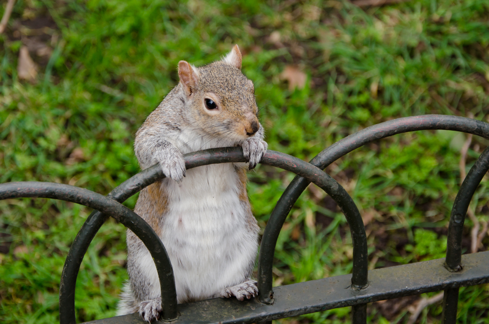 Cheeky squirrel