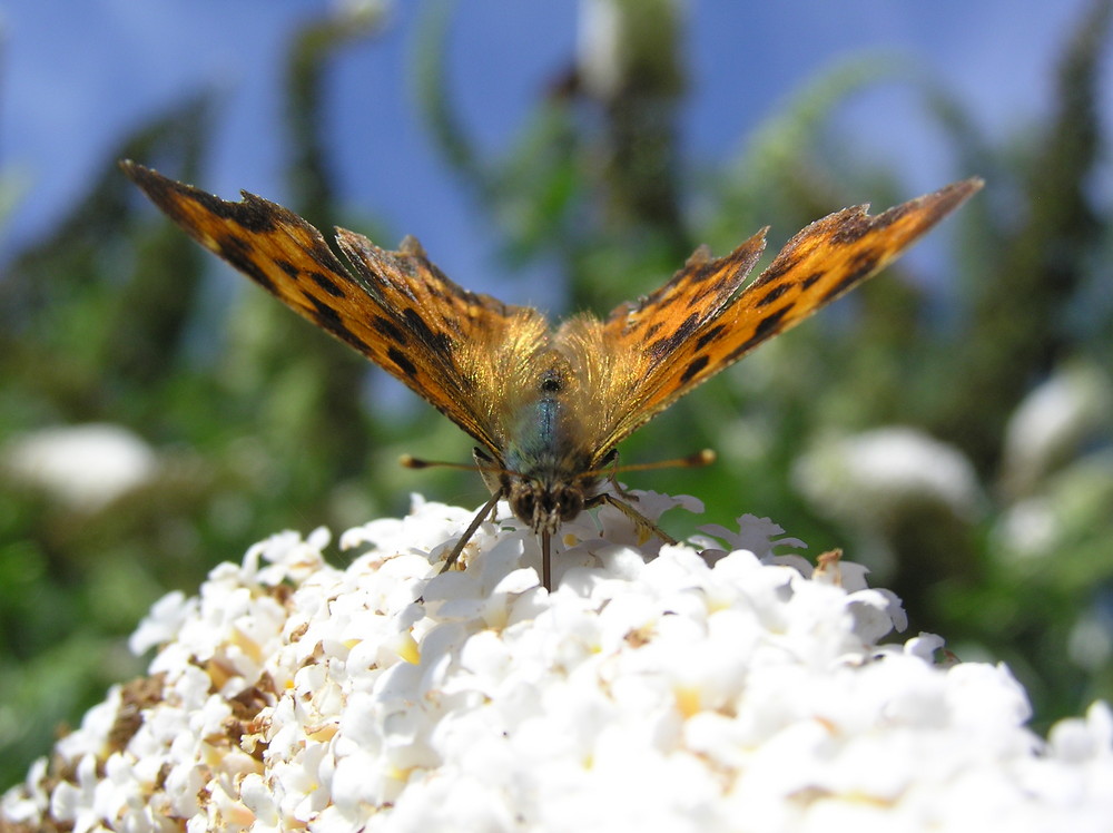 Cheers... taste like spring ;-) von Thomas Denzin 