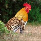 Cheet 'n Cock