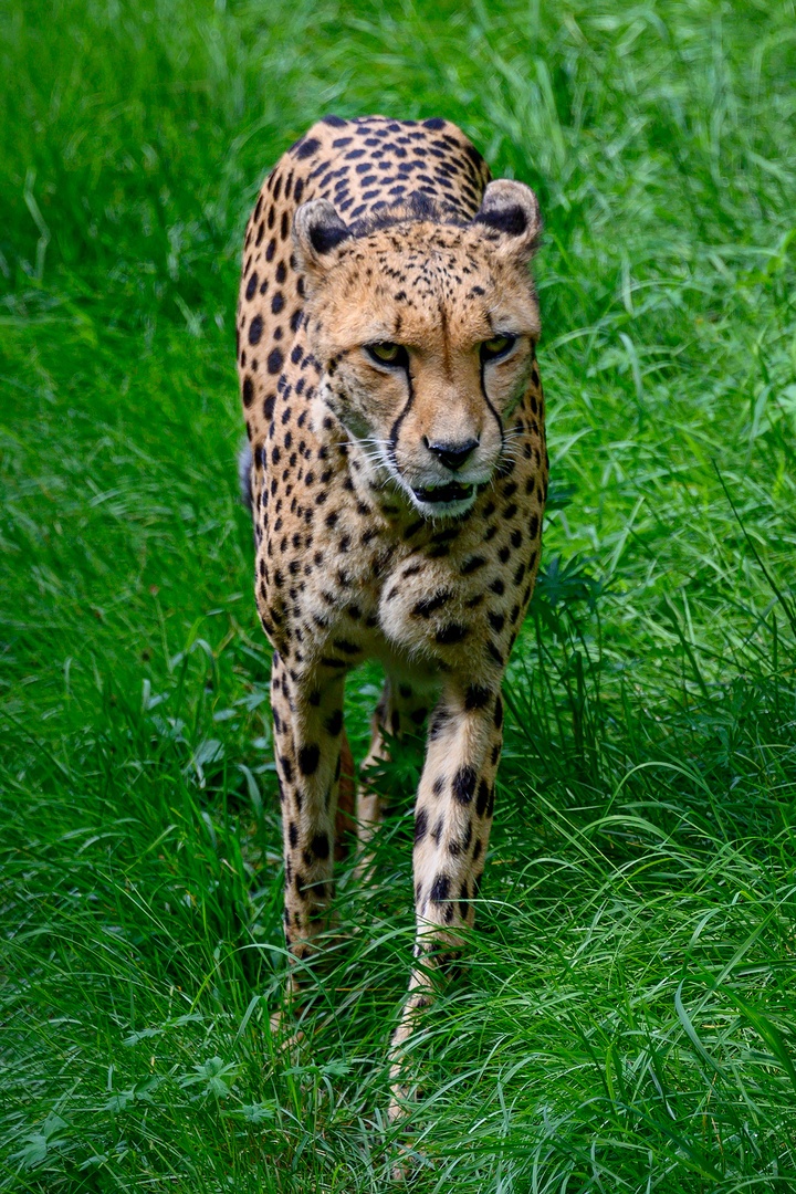 Cheeta